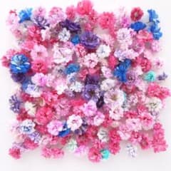 訳あり】かすみ草 着色 ♡（ 933 ドライフラワー パーツ レジン