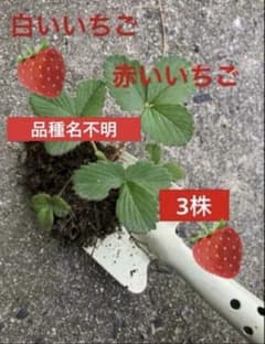 ②3株 いちご 苗 品種名不明 白いちご 赤いちご - メルカリ