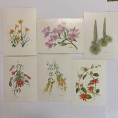 Mariko Kojima他　植物画 ポストカード 6枚セットのサムネイル
