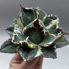 た*だ様 【龍門】アガベ　チタノタ　特選　多肉植物　白鯨斑入り　特殊鮮明斑　強刺のサムネイル