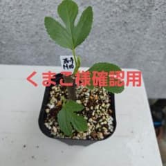 イチジクMichurinska10 の挿し木苗 - メルカリ