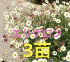 エリゲロン 3苗 | Mercari
