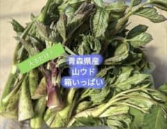青森県産 山ウド 箱いっぱいのサムネイル