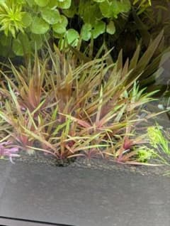 郵送 ホシクサ キングクリムゾン水中葉1株 水草 ADA 水槽 - メルカリ