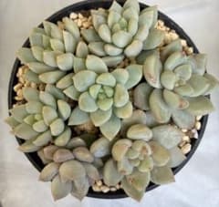 多肉植物LILAC MISTカット苗のサムネイル