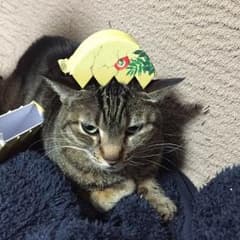 にっさん様専用‼️のサムネイル