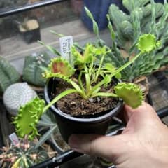 商談中 ハエトリソウ zipp 食虫植物 - メルカリ