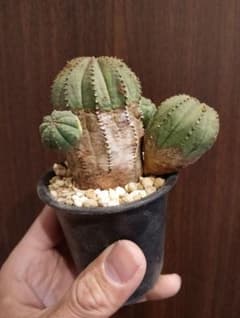 希少 ユーフォルビア オベサ 斑入り 希少 木質化 ユーフォルビア オベサ 斑入り子株付き - メルカリ