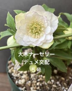 クリスマスローズ 株分け デュメ交配ddホワイトピコ 大木ナーセリー 5