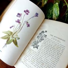 洋書古書1902年発行Familiar Wild Flowersアンティーク画集 - メルカリ