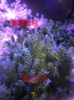 海ぶどう 観賞魚用 30房以上のサムネイル