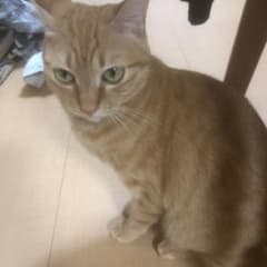 じゅんこさま専用のサムネイル