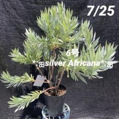 13ஐ光るシルバーリーフ*ஐリューカデンドロン・苗木【シルバーアフリカーナ】６号 13ஐ光るシルバーリーフ*ஐリューカデンドロン・苗木【シルバー