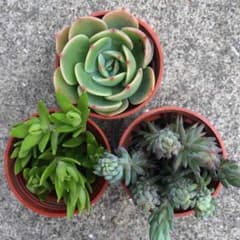 多肉植物 七福神のサムネイル