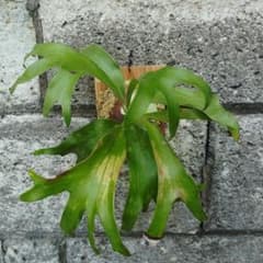 ビカクシダ P.hillii"Paopao"sporeのサムネイル