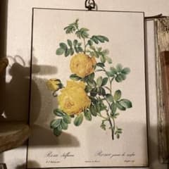 ルドゥーテ　薔薇図譜　ロサ　スルフレア　壁掛けアートのサムネイル