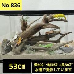 シグノ様　リクエスト　流木444 433　爬虫類　流木レイアウト用品 爬虫類 流木（レイアウト用品）｜爬虫類、両生類用品 | ペット