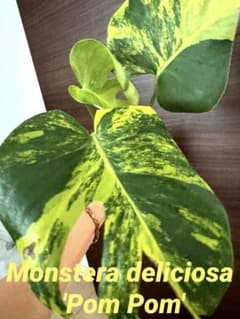 Monstera deliciosa 'Pom Pom' 特大株トップカット Monstera deliciosa 'Pom Pom'トップカット 3葉付き - メルカリ