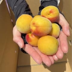 和歌山県産南高梅（手もぎ完熟）2キロ送料込のサムネイル