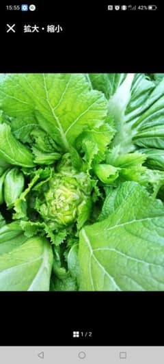 子持ち高菜の種 約300粒以上 350円のサムネイル