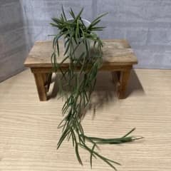 ☘観葉植物☘ホヤ リネアリス 抜き苗② - メルカリ