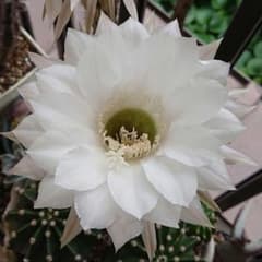 サボテン  白花  丸弁のサムネイル