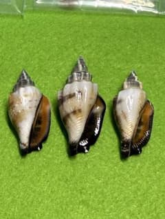 貝殻標本(沖縄の青い海の宝)オハグロガイ➂蓋付 - メルカリ