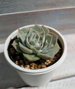 シムランスpajonal×チワワエンシスイエコラ☆実生苗☆交配苗☆多肉植物☆のサムネイル