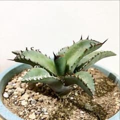 アガベ チタノタブルーのサムネイル