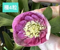 クリスマスローズ 大木ナーセリー デュメsd 種4粒 - メルカリ