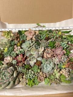多肉植物　カット苗のサムネイル