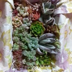 多肉植物　カット苗セットのサムネイル
