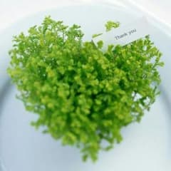 nene♡様　専用のサムネイル