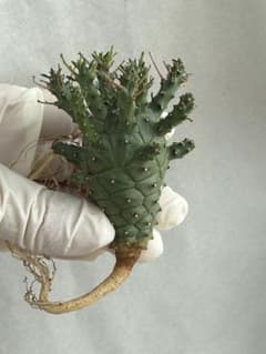 m62018348396_1.jpg?1748476270