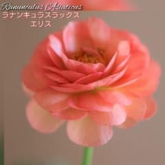希少 ５号スリット鉢 ラナンキュラスラックス『エリス』そのまま メルカリ便で発送 希少 5号スリット鉢 ラナンキュラスラックス『エリス』そのまま