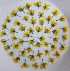 押し花素材　菜の花　（50）　匿名配送のサムネイル