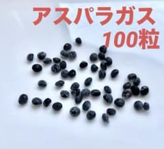 アスパラガス　種　100粒 青森県産　無農薬　春蒔きのサムネイル