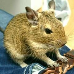 蝶蝶様専用♪のサムネイル