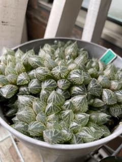 ハオルチア オブツーサ　ミラーボール　抜き苗　直径約5-7㎝　多肉植物のサムネイル