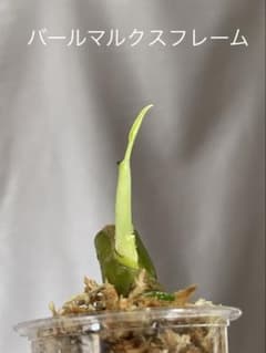 モンステラデリシオーサ バールマルクスフレーム 発芽発根済み茎伏せ苗