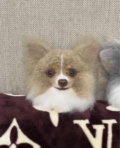 texbro4様専用ページ 犬ぽんぽんオーダーのサムネイル