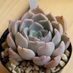 多肉植物  リラシナ×沙羅姫牡丹のサムネイル