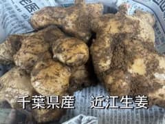 千葉県産 近江生姜 種　約2kgのサムネイル