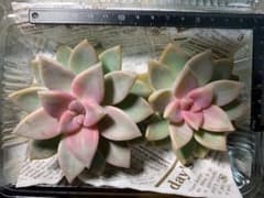 桜牡丹　多肉植物　カット大苗のサムネイル