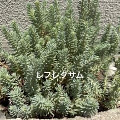 多肉植物　セダム　レフレクサム　シルバーペット　15カット m62049847460_1.jpg?1782700033