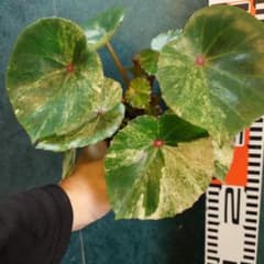 ベゴニア ルージュ バリエガータ 極上特大株 新芽 お花咲きそう - メルカリ