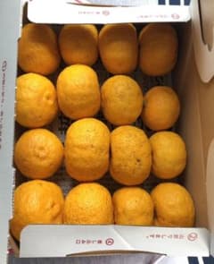 ゆず 無農薬　種無しのサムネイル