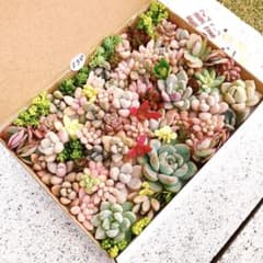 239 多肉植物 カット苗 詰め合わせ セット セダム エケベリア 寄せ植え