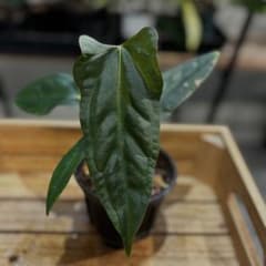 33 アンスリウム ポルティラエ×パピリラミナムRL - メルカリ