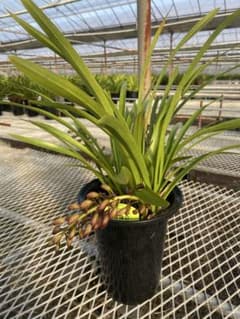 R8年キンリョウヘン花芽4本#10 - メルカリ